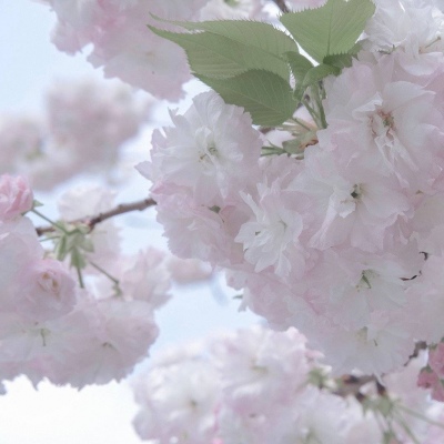 洪雅FurryQQ群介绍